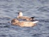Glaucous Gull at Paglesham Lagoon (Steve Arlow) (60831 bytes) Glaucous Gull at Paglesham Lagoon (Steve Arlow) (60831 bytes)